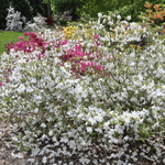 Rhododendron Desiree — photo 4