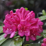 Rhododendron Edward Rand — photo 1