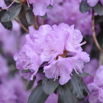 Rhododendron PJM  Elite — photo 2