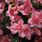 Rhododendron Eros — photo 1
