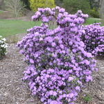 Rhododendron Girard Dwarf Lavander — photo 2