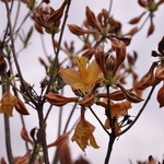 Rhododendron Golden Lights — photo 1