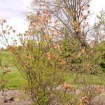 Rhododendron Golden Lights — photo 2