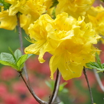 Rhododendron Golden Dream — photo 1