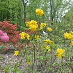 Rhododendron Golden Dream — photo 2
