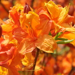 Rhododendron Golden Eagle — photo 1