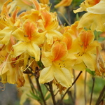 Rhododendron Golden Flare — photo 1