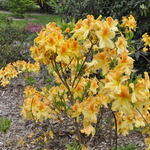 Rhododendron Golden Flare — photo 2