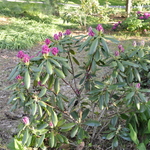 Rhododendron Helsinki University — photo 2