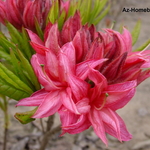 Rhododendron Hombush — photo 2