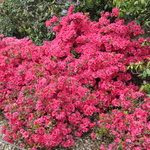 Rhododendron Jeremiah — photo 1