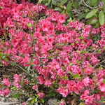 Rhododendron Jeremiah — photo 2