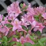 Rhododendron Jolie Madame — photo 2