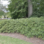 Rhododendron Kaempferi Atlanta — photo 1