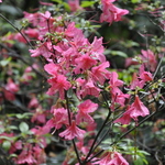 Rhododendron Kathleen — photo 1