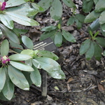 Rhododendron Kathleen — photo 3