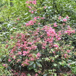 Rhododendron Kathleen — photo 4