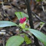 Rhododendron King Tut — photo 1