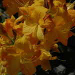 Rhododendron Klondyke — photo 2