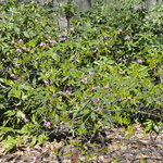 Rhododendron Laetevirens — photo 1