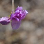 Rhododendron Laetevirens — photo 2