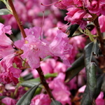 Rhododendron Landmark — photo 1