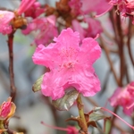 Rhododendron Landmark — photo 2