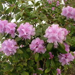 Rhododendron Lavender Frosting — photo 2