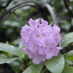 Rhododendron Lavender Queen — photo 1