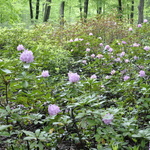 Rhododendron Lavender Queen — photo 2
