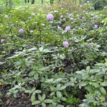 Rhododendron Lavender Queen — photo 3