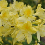 Rhododendron Lemon Lights — photo 1