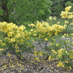 Rhododendron Lemon Lights — photo 2