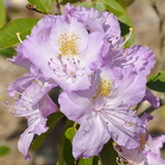 Rhododendron Lilac Lagoon — photo 1