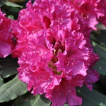 Rhododendron Low Red Frilled — photo 3