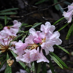 Rhododendron Makinoi — photo 1