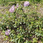 Rhododendron Makinoi — photo 2