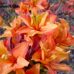 Rhododendron Mandarin Lights — photo 1