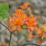 Rhododendron Mandarin Lights — photo 2