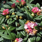 Rhododendron Mardi Gras — photo 2