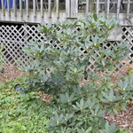 Rhododendron Maximum Rosebay — photo 1