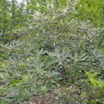 Rhododendron Maximum Rosebay — photo 2