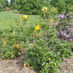 Rhododendron Melford Lemon — photo 3