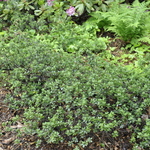 Rhododendron Mildred Mae — photo 1