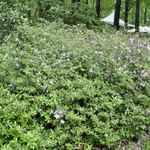 Rhododendron Mildred Mae — photo 2