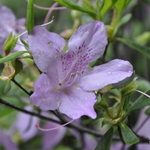 Rhododendron Mildred Mae — photo 3