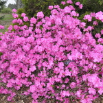 Rhododendron Milestone — photo 1