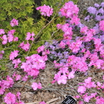 Rhododendron Milestone — photo 2