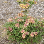Rhododendron Millie Mac — photo 2