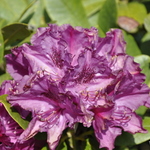 Rhododendron Minnas Purple — photo 1